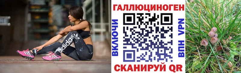 Галлюциногенные грибы Psilocybe  где купить   Куровское 